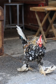 A fluffy chicken with colorful feathers, including white and black speckles, stands on a paved surface. Surrounding it is a rustic environment with wooden furniture including a stool and a folding table.