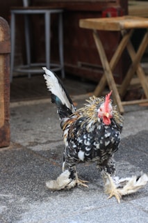A fluffy chicken with colorful feathers, including white and black speckles, stands on a paved surface. Surrounding it is a rustic environment with wooden furniture including a stool and a folding table.