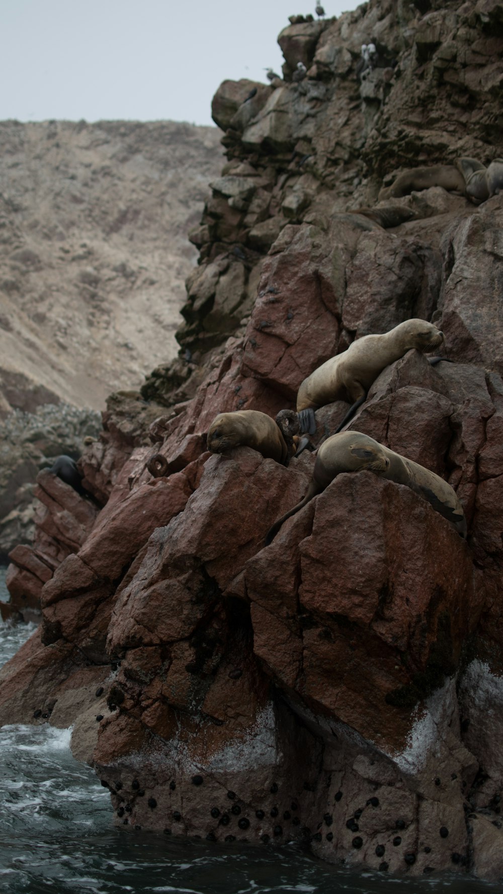 group of sea lion on brown rock