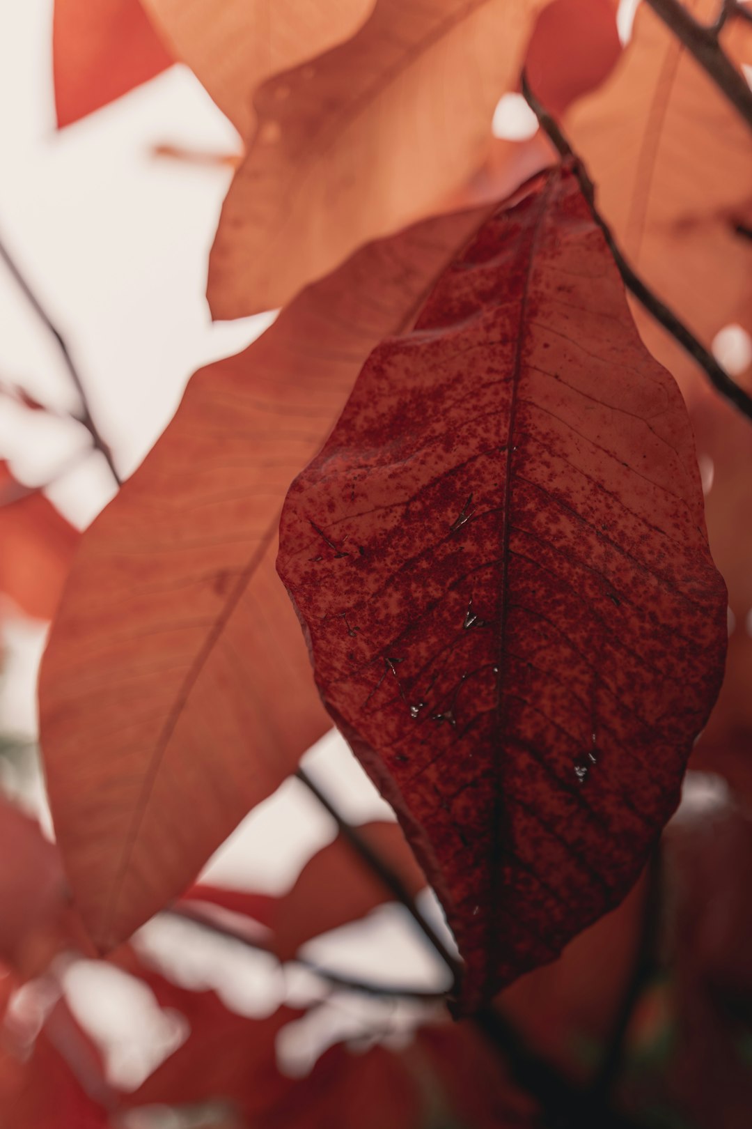 brown leaves in tilt shift lens