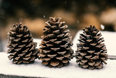 brown pine cones on snow covered ground pinecone teams background