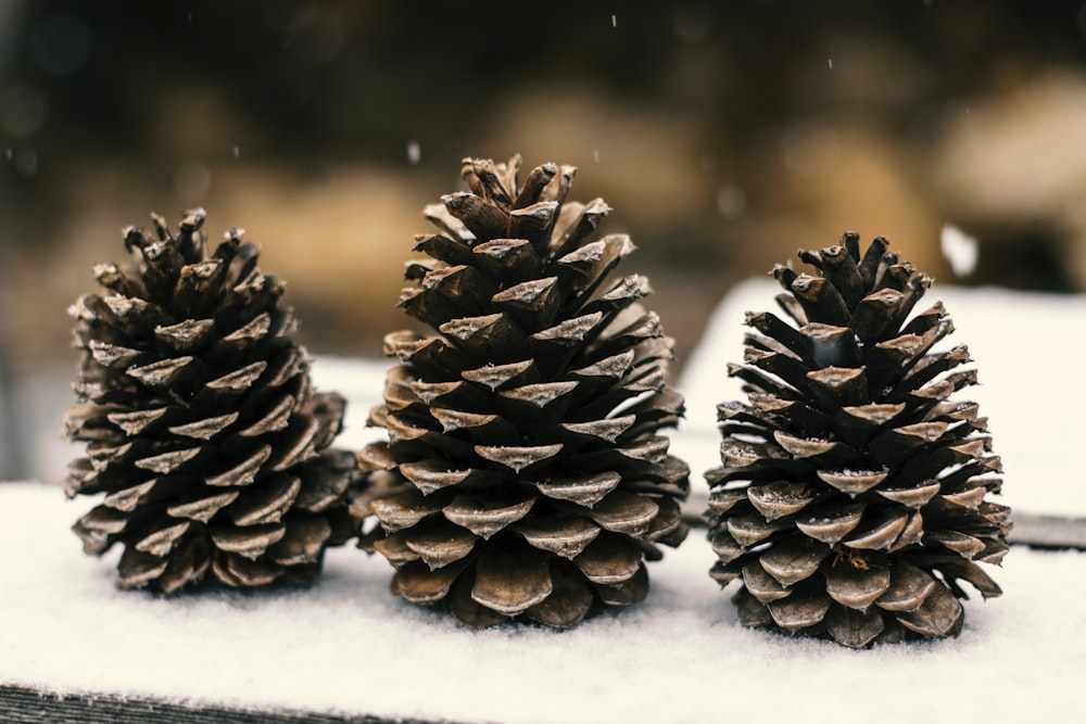 brown pine cones on snow covered ground