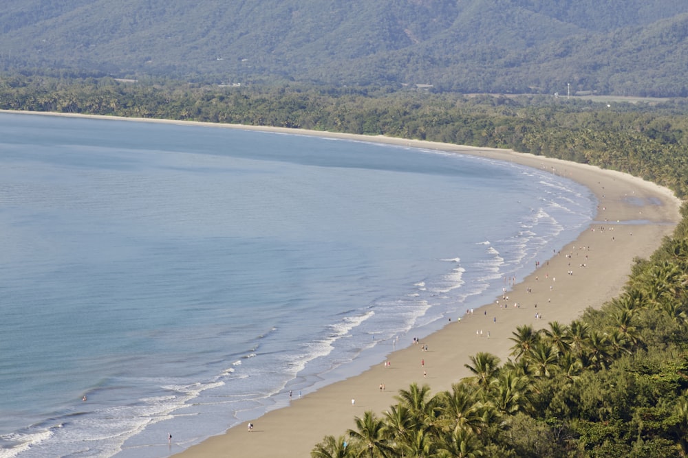 green trees on seashore during daytime