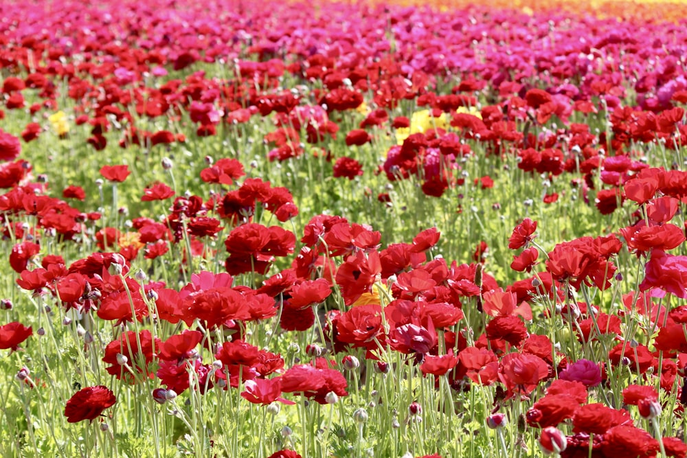 red flower field during daytime