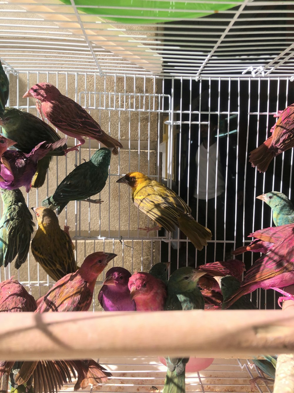 yellow and black bird in cage
