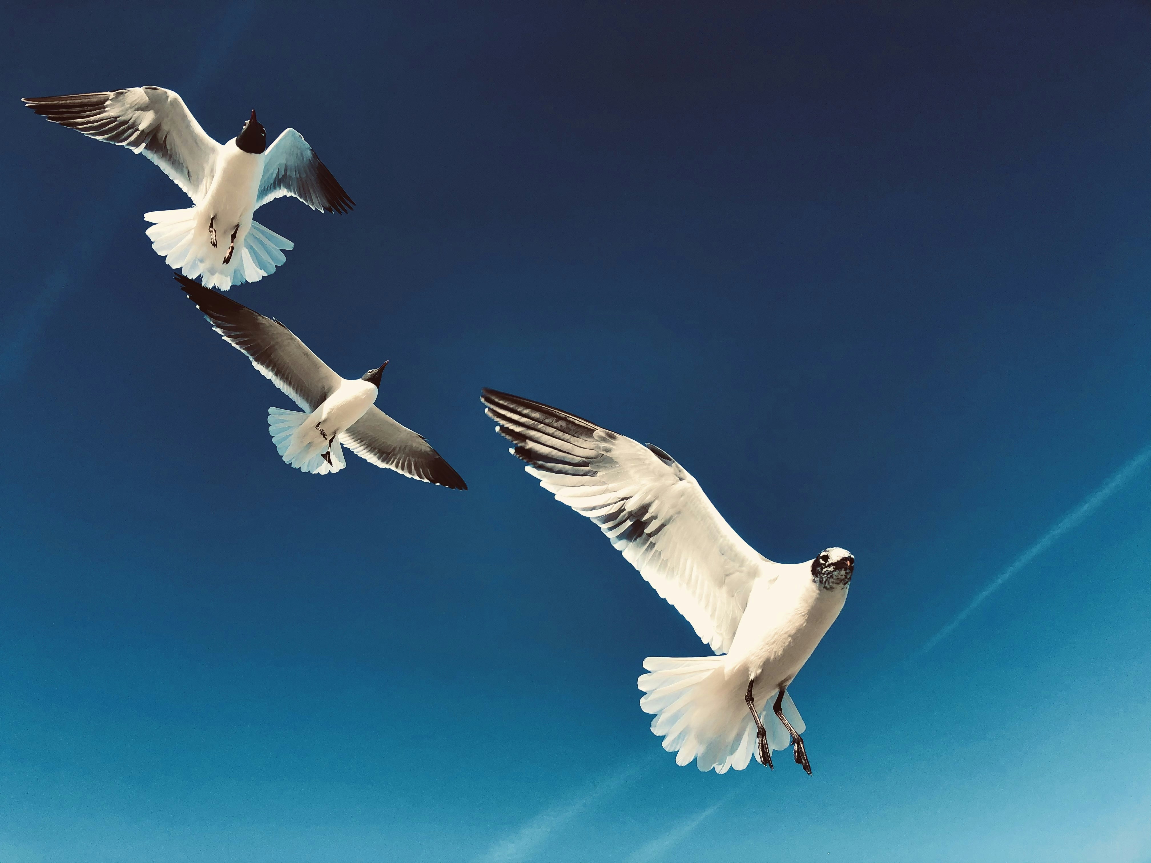 White and black birds flying under blue sky during daytime photo – Free ...
