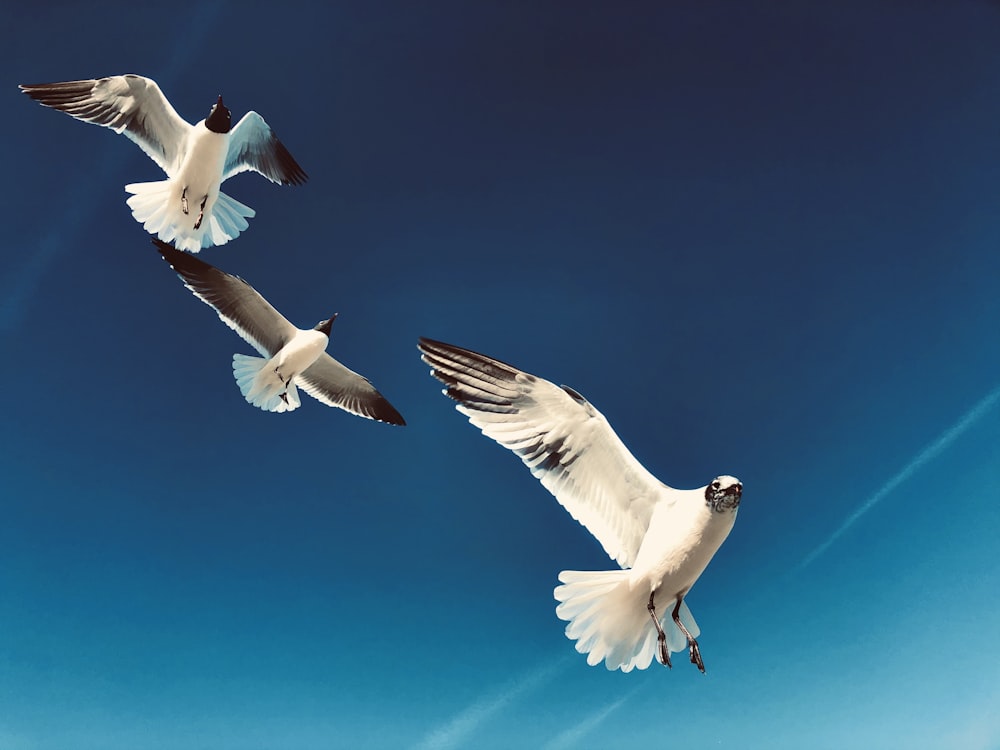 Weiße und schwarze Vögel, die tagsüber unter blauem Himmel fliegen