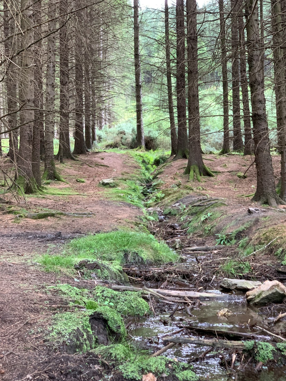 Forest photo spot Deerpark Glendalough