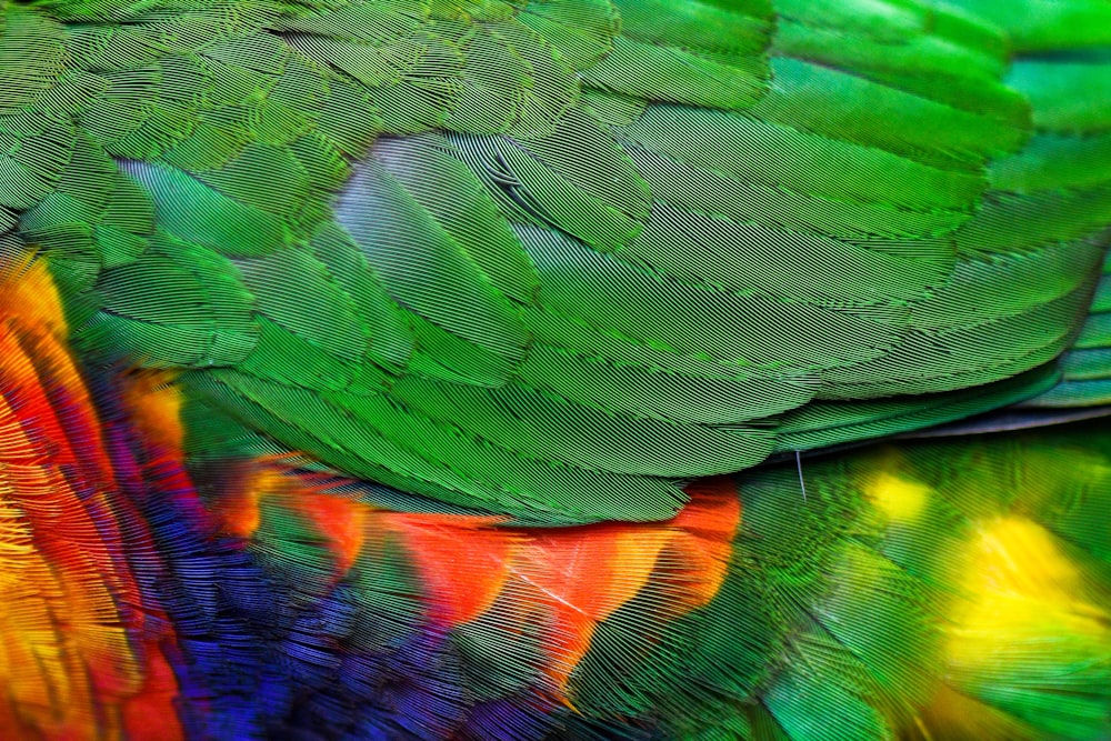 green orange and blue bird feather