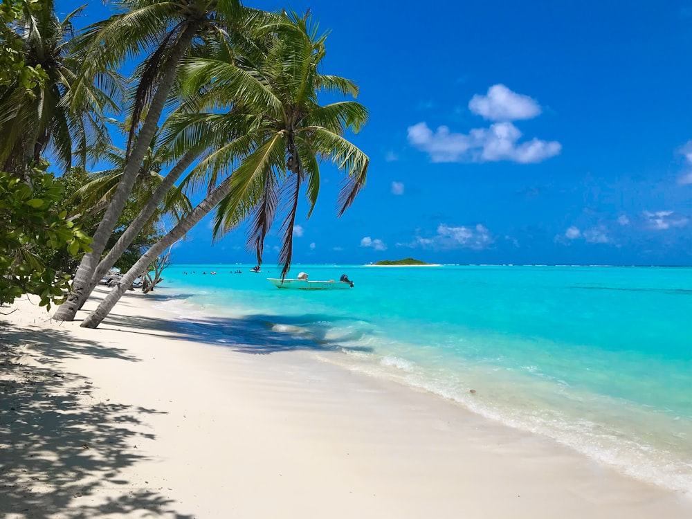 green palm tree on white sand beach during daytime