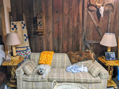 A cozy living room scene with a small dog resting comfortably during pet-sitting.