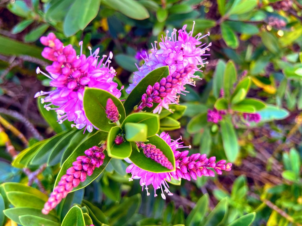 green and pink flower bud