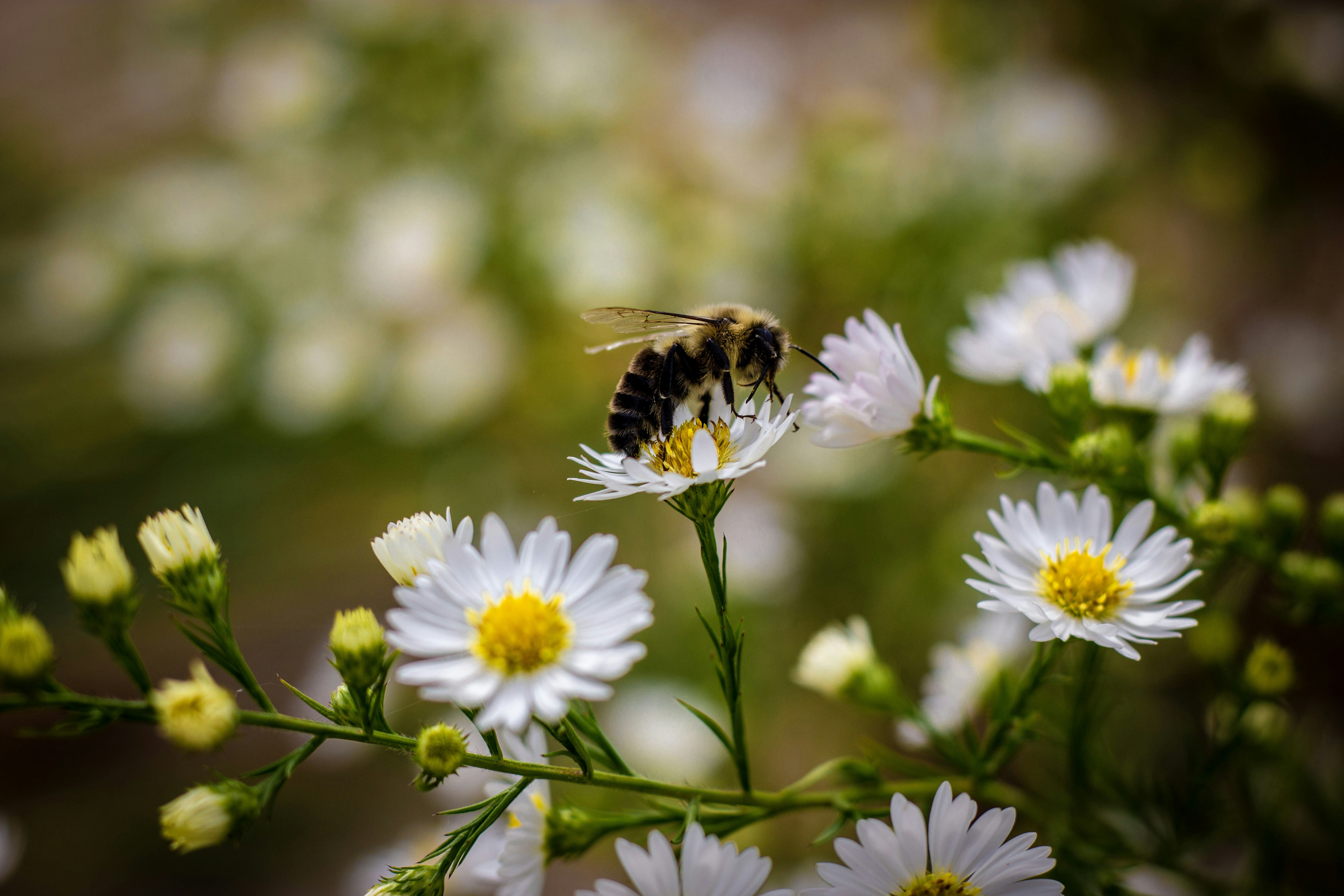Schwarze und gelbe Biene auf weißer Blume