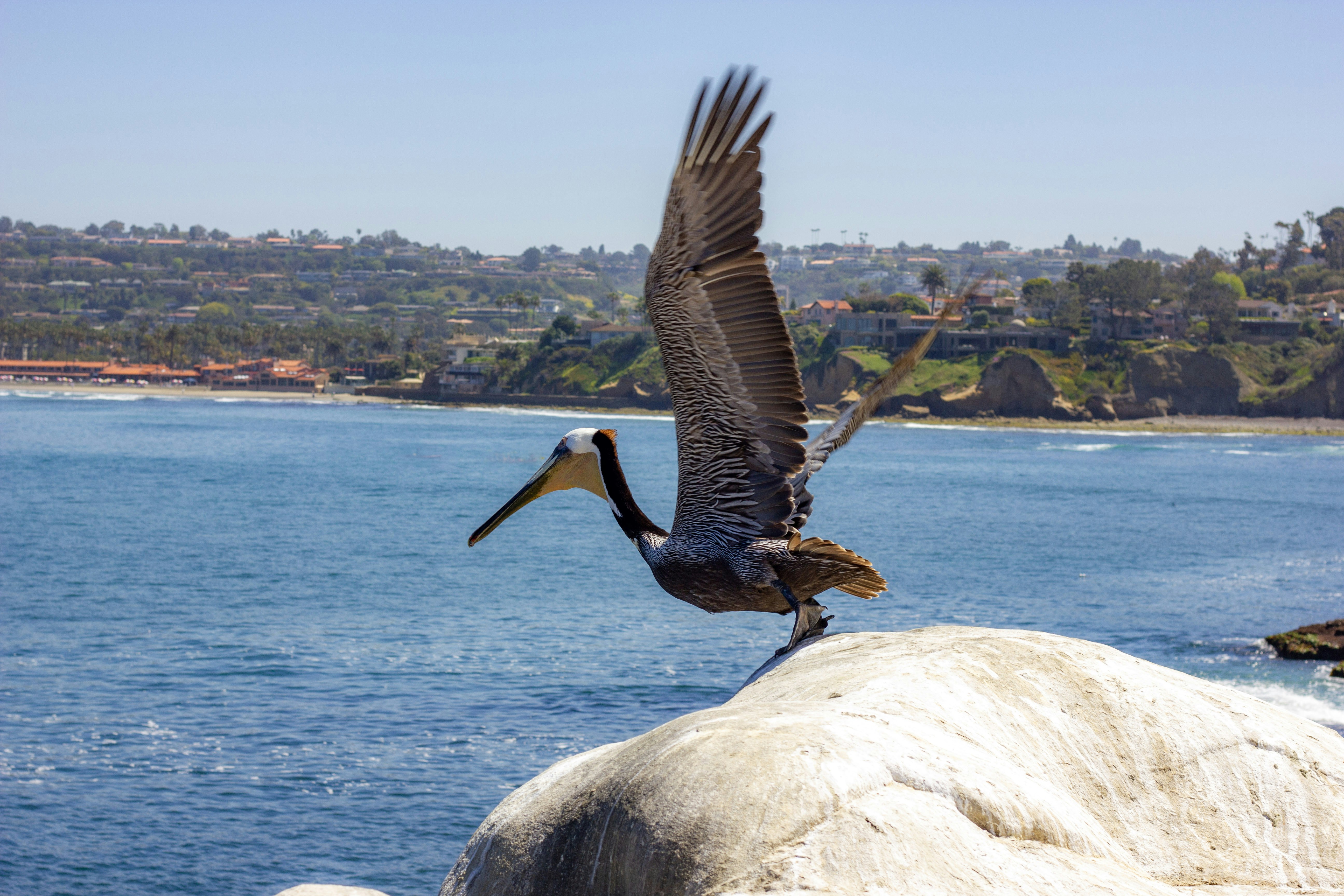 Brauner Pelikan sitzt tagsüber auf Felsen in der Nähe von Gewässern