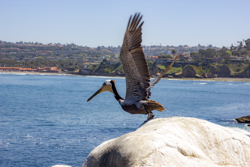 brown pelican perched on rock near body of water during daytime