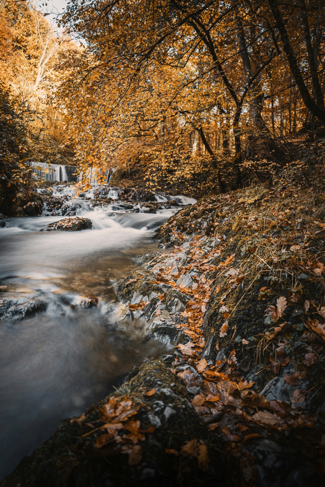 brown leaves on river during daytime