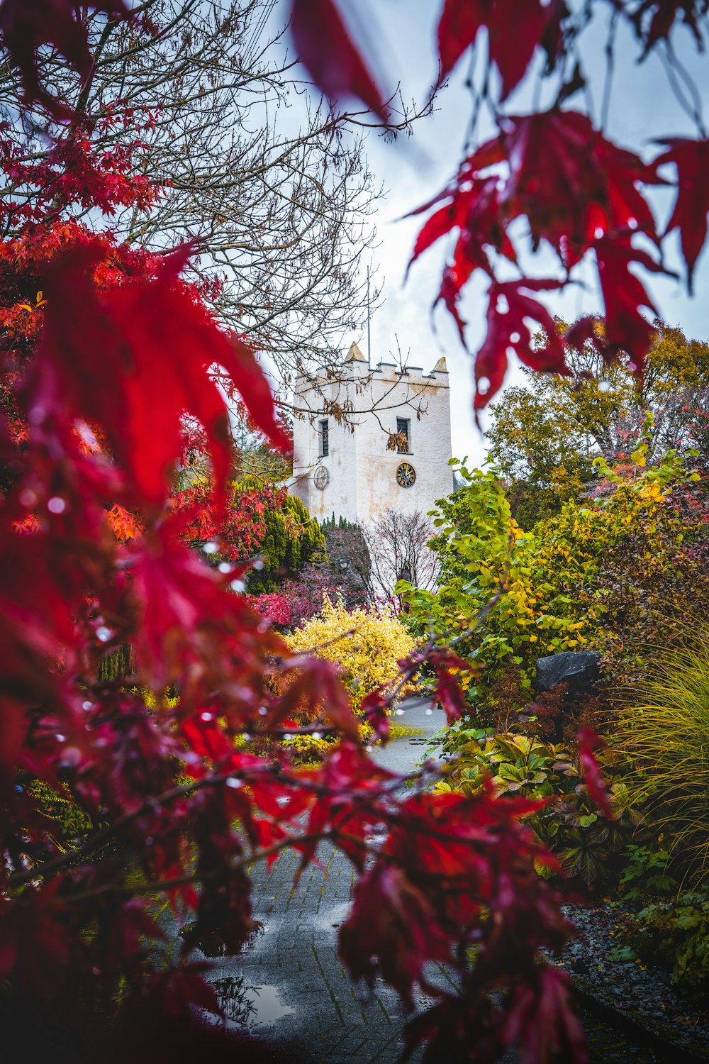 red flowers near green trees and brown building during daytime