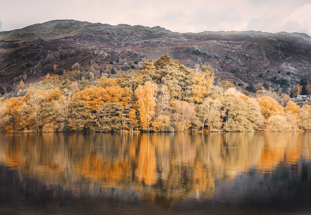 brown and green trees beside lake during daytime