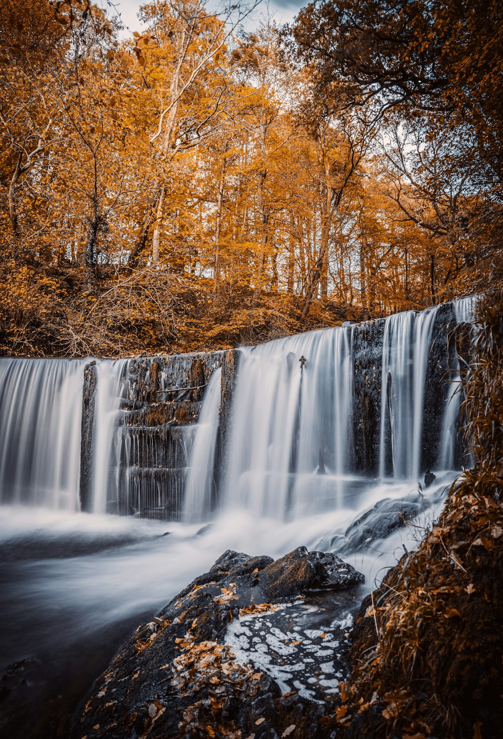 water falls in the middle of brown trees