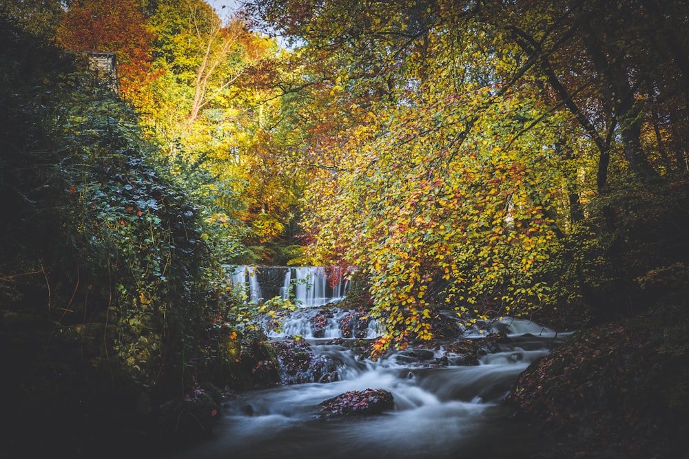 fiume in mezzo alla foresta durante il giorno