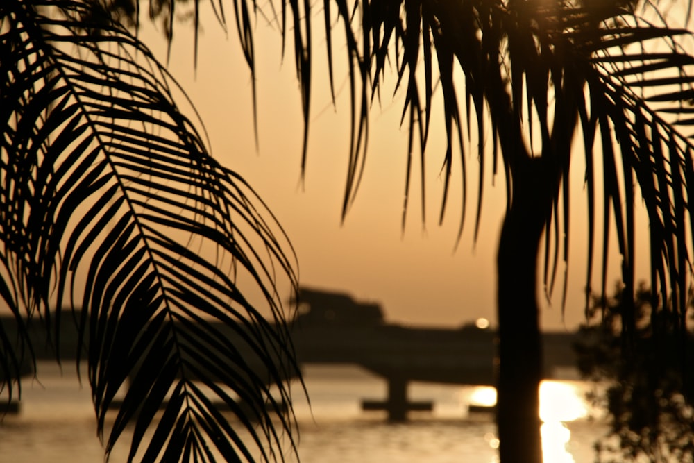 grayscale photo of palm tree near body of water