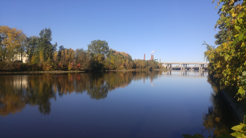 green trees near body of water during daytime