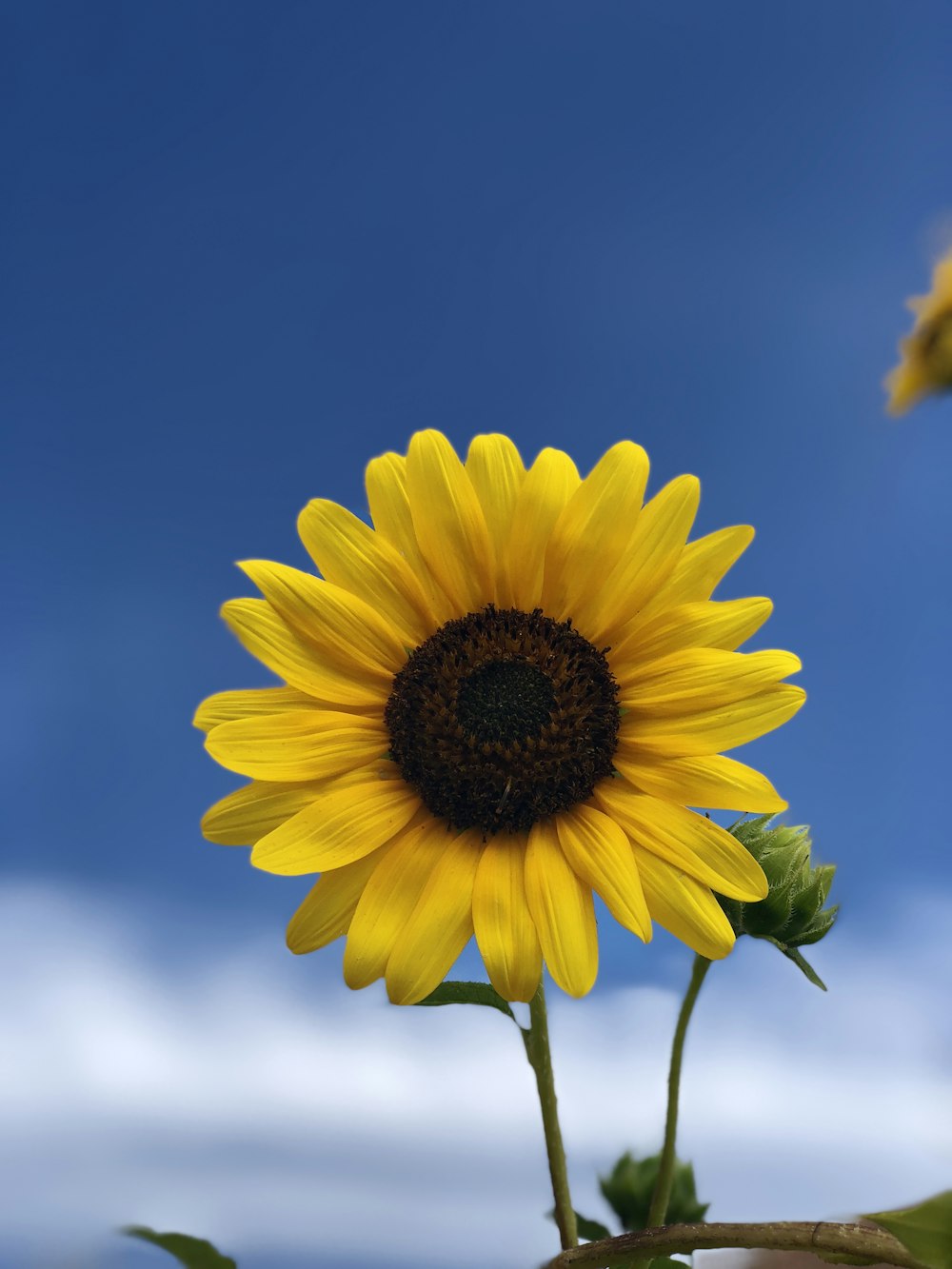 yellow sunflower in close up photography