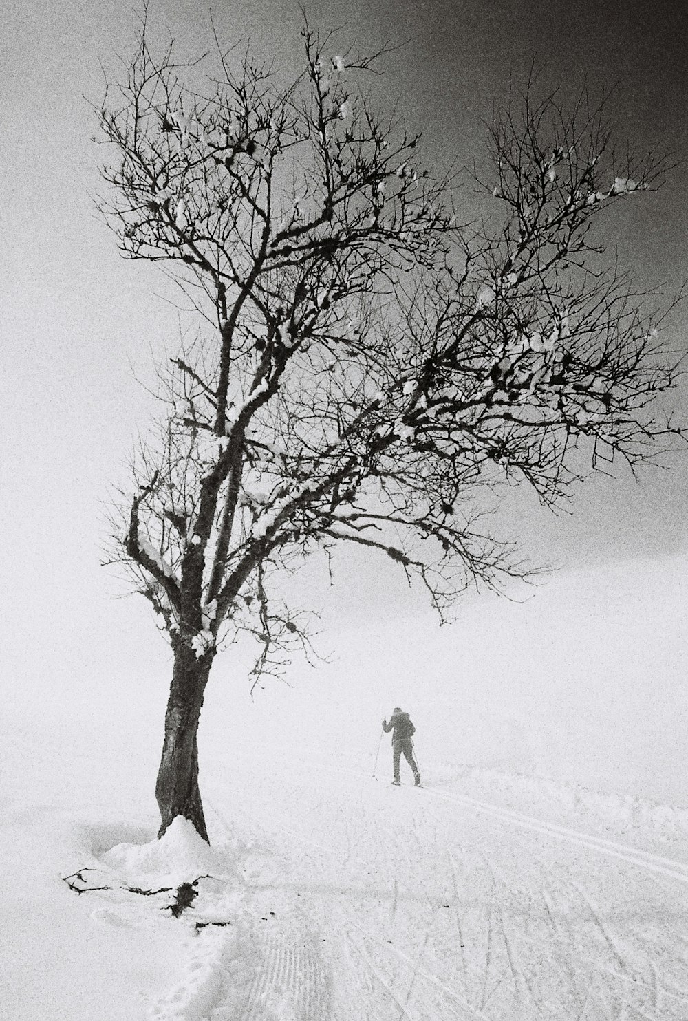 person standing near bare tree covered with snow