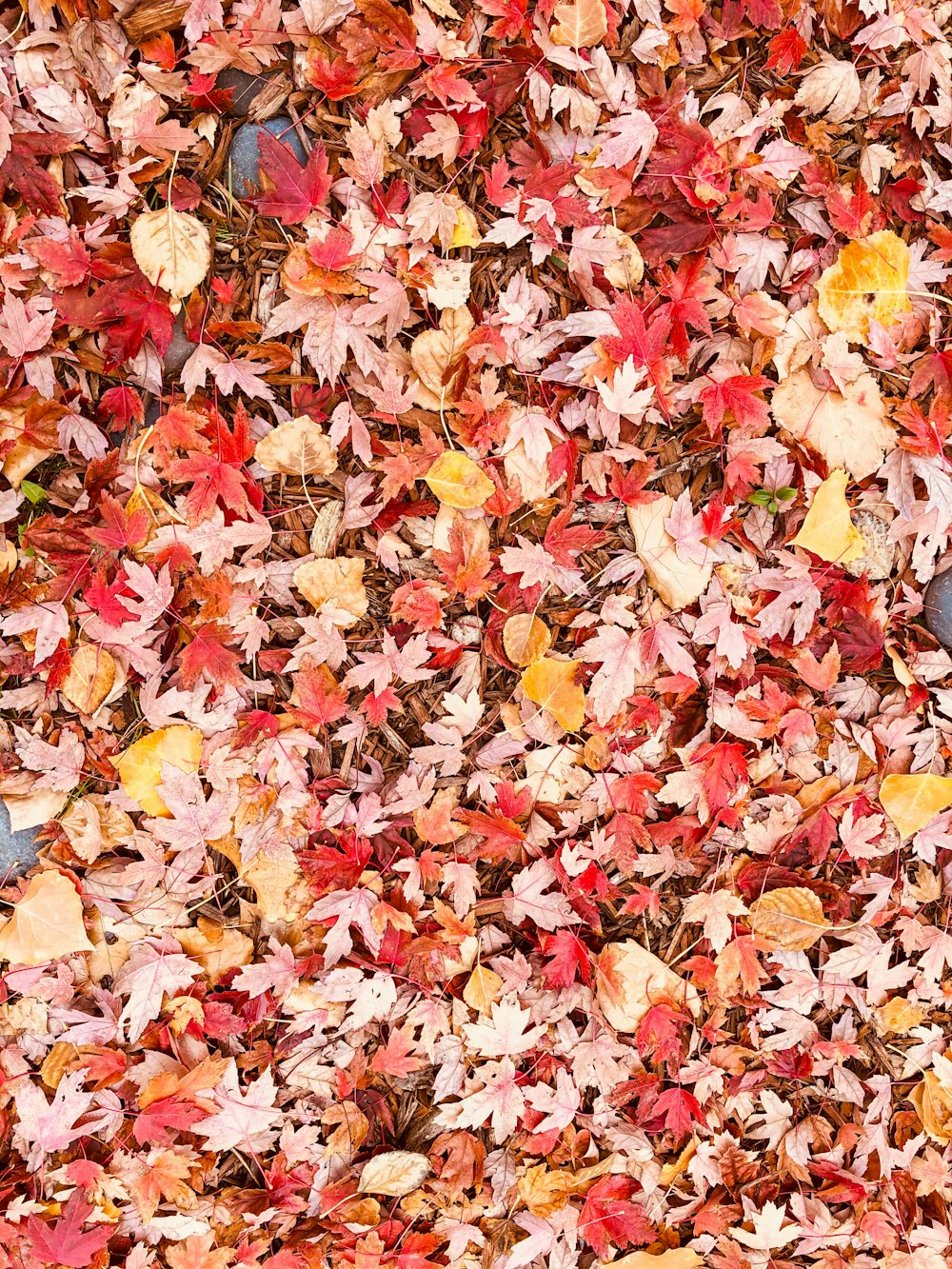 brown and red maple leaves on ground