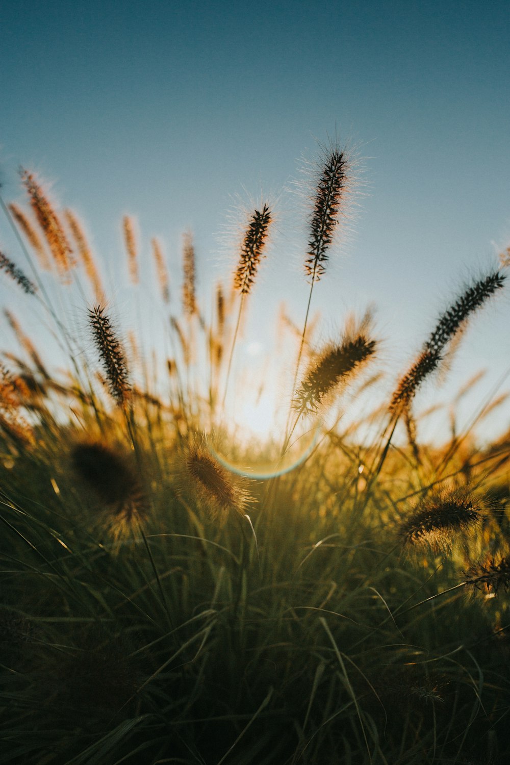 green grass under blue sky during daytime