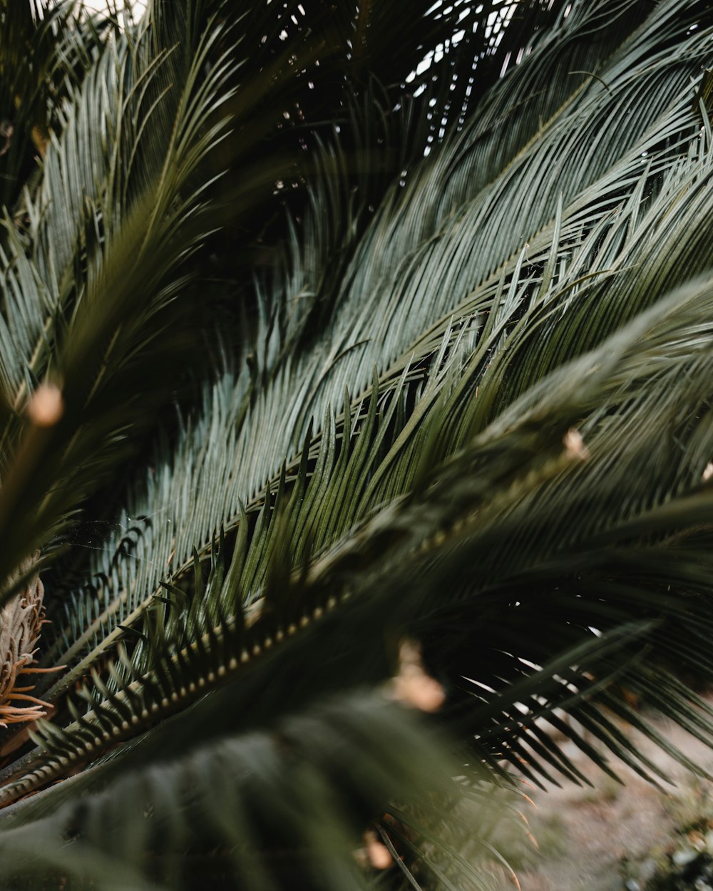 green palm tree during daytime