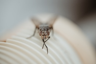 brown and black insect on white surface
