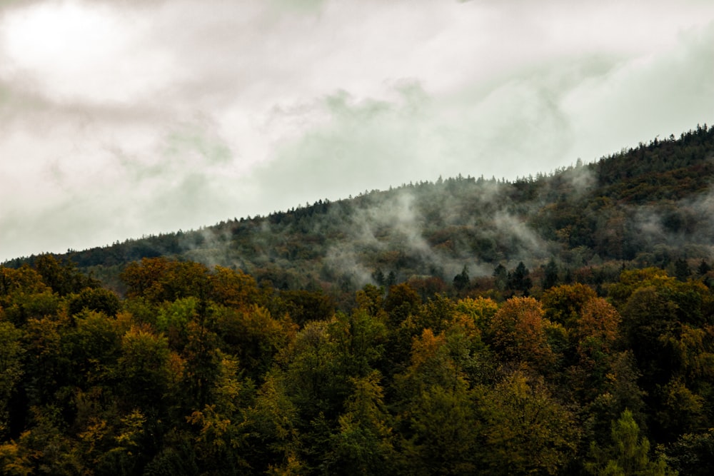 green trees under white clouds during daytime