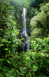 water falls in the middle of green plants