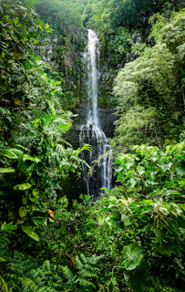 water falls in the middle of green plants
