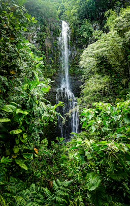 water falls in the middle of green plants