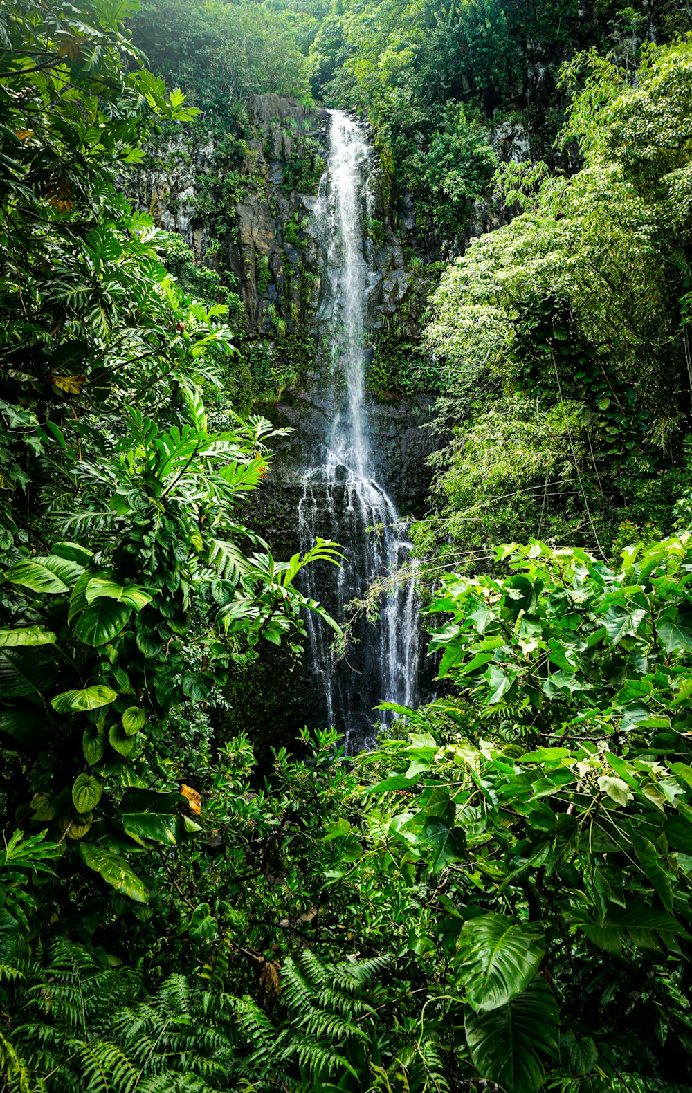 water falls in the middle of green plants