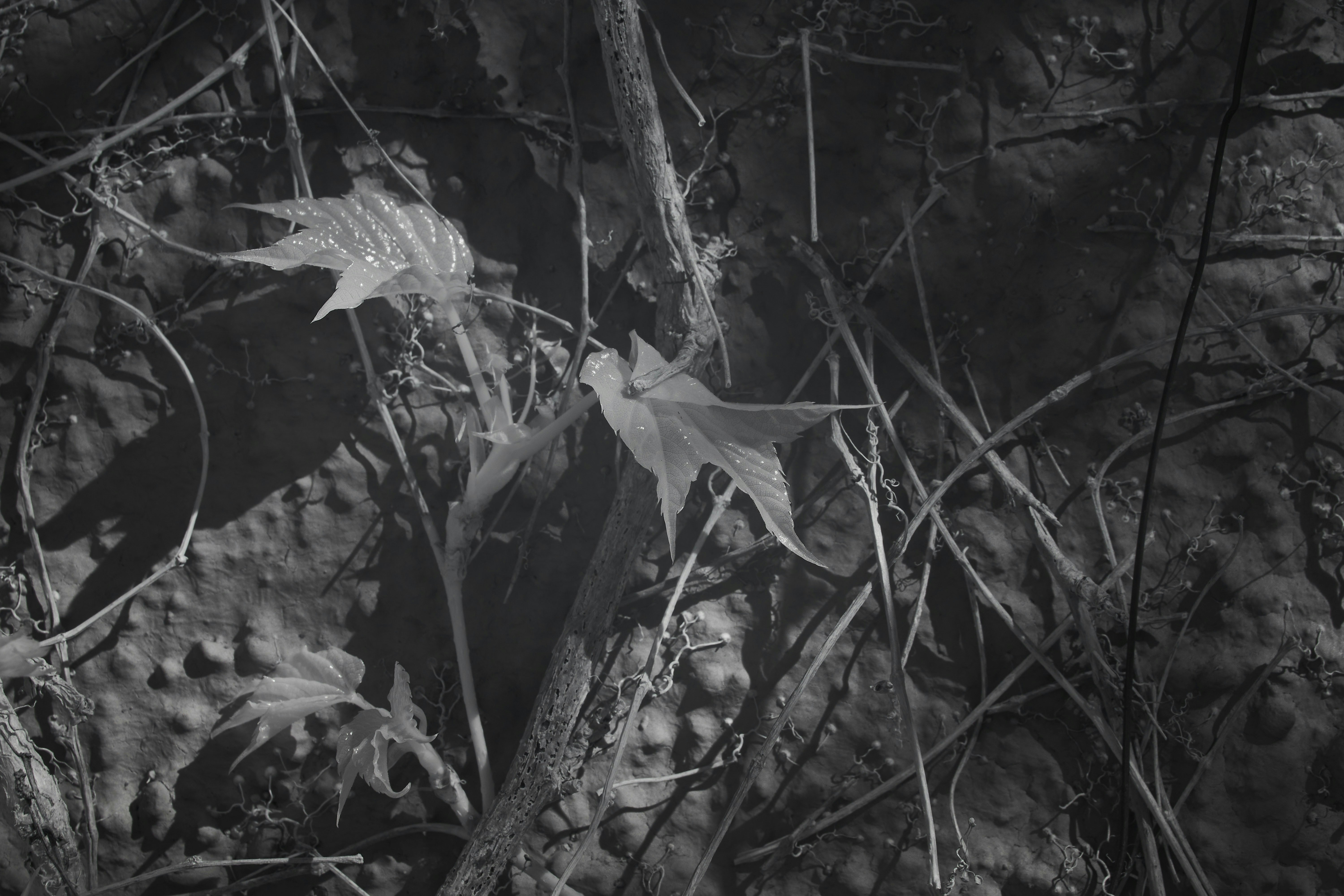 Photo by wolfgang_hasselmann