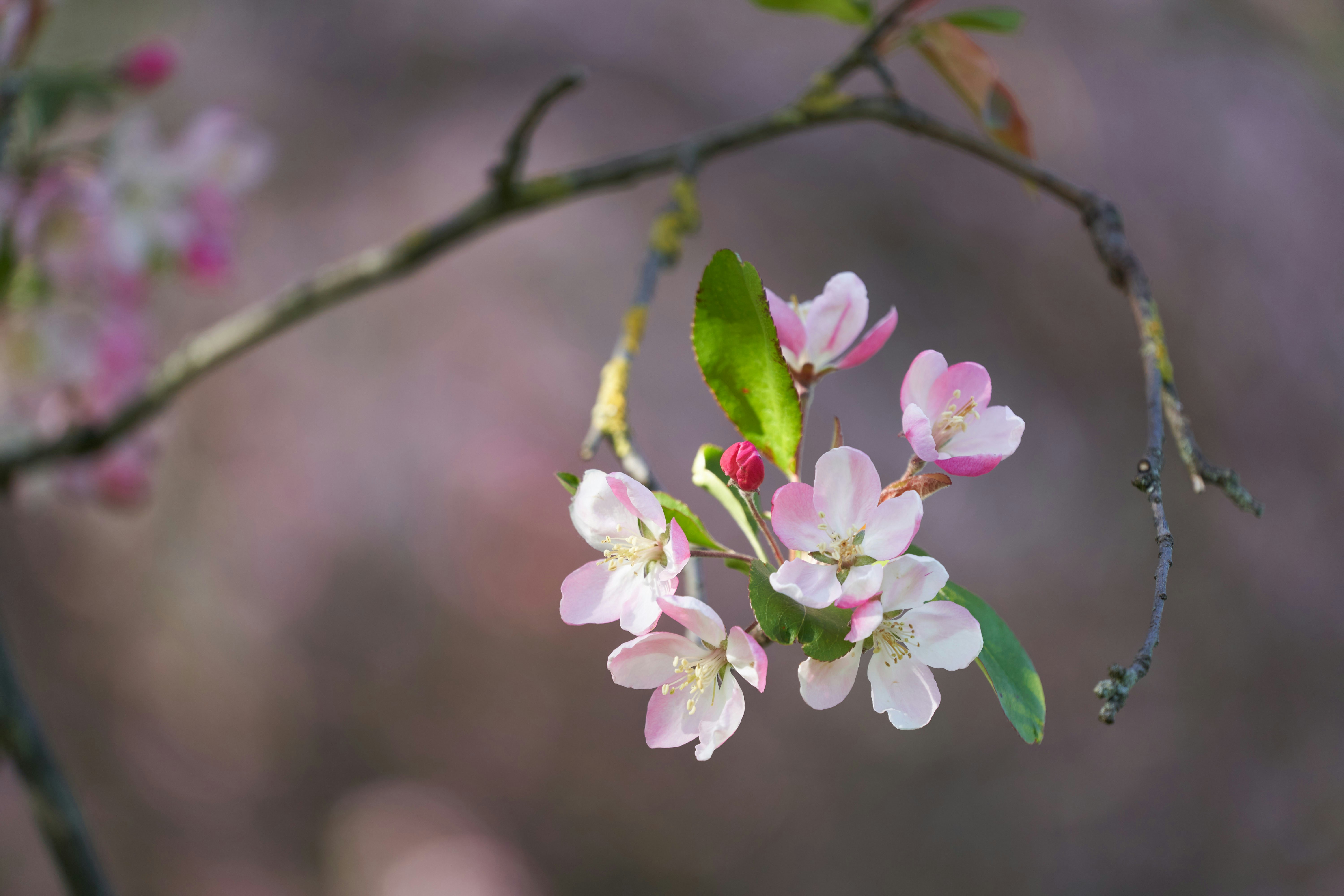 Photo by wolfgang_hasselmann