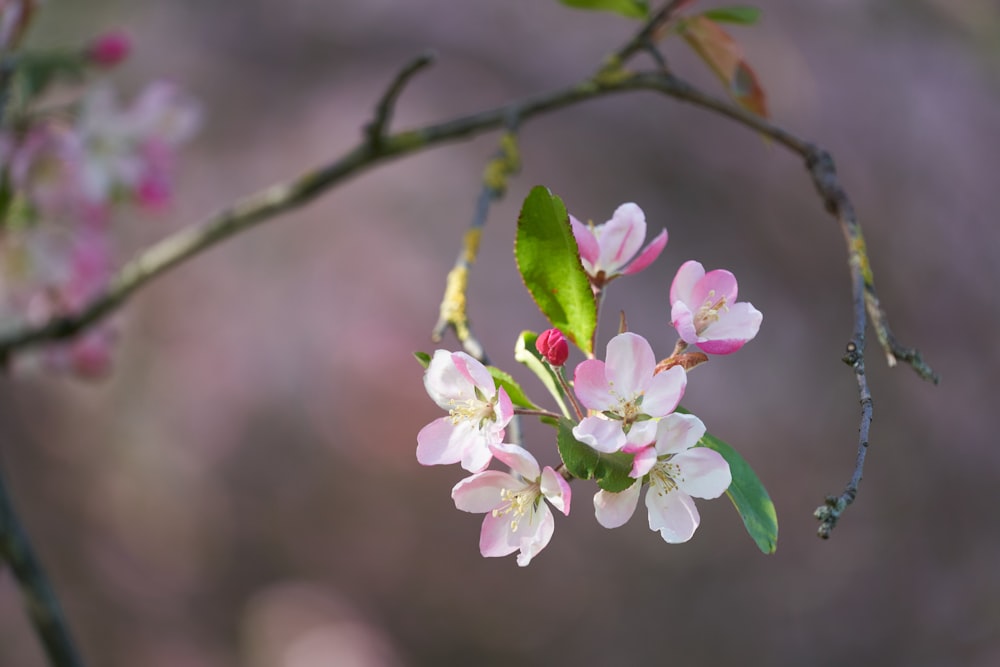 pink and white flower in tilt shift lens