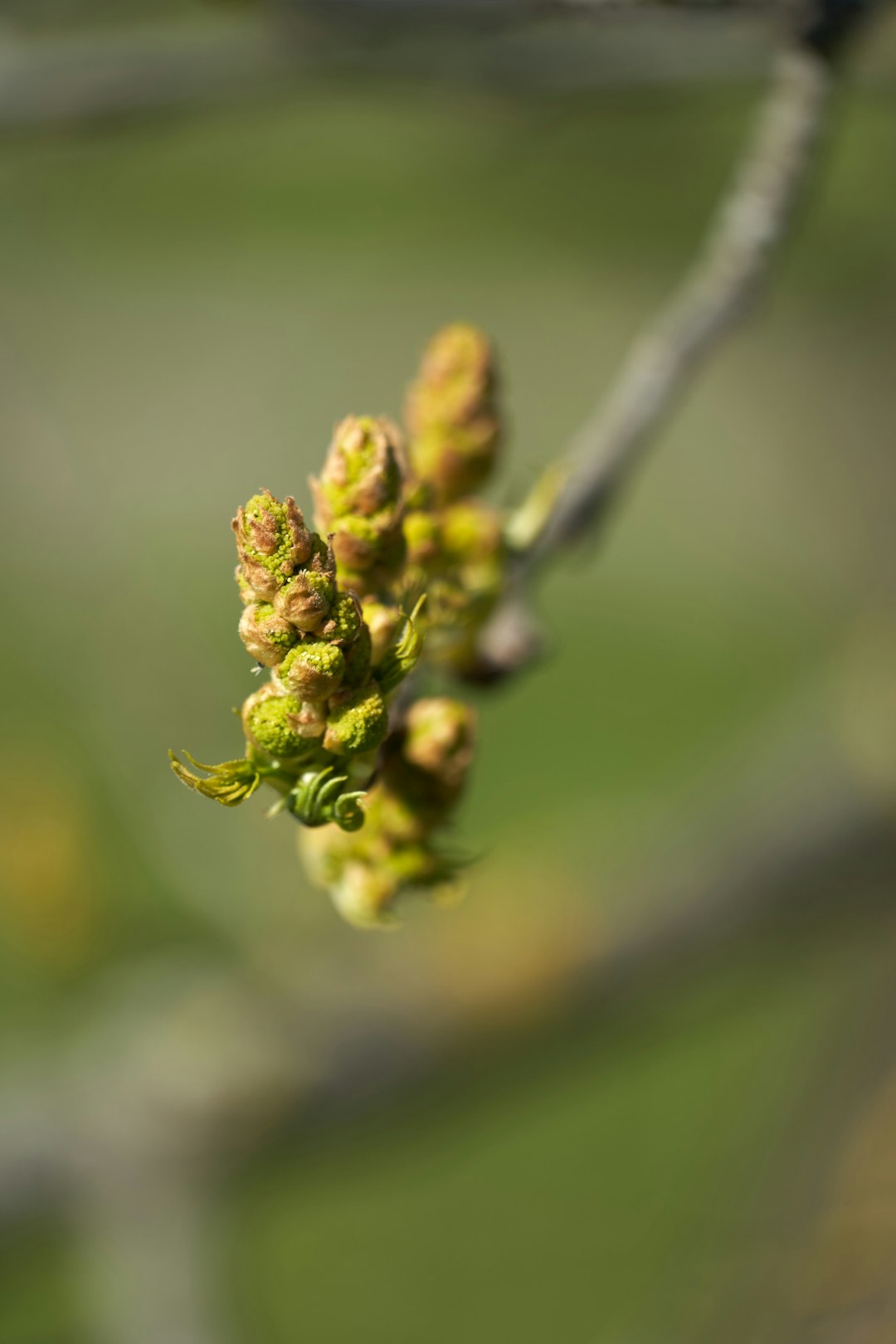 yellow flower in tilt shift lens