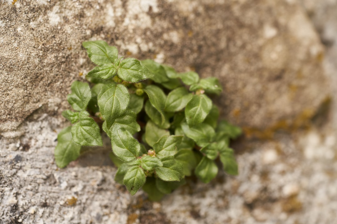 green plant on gray stone