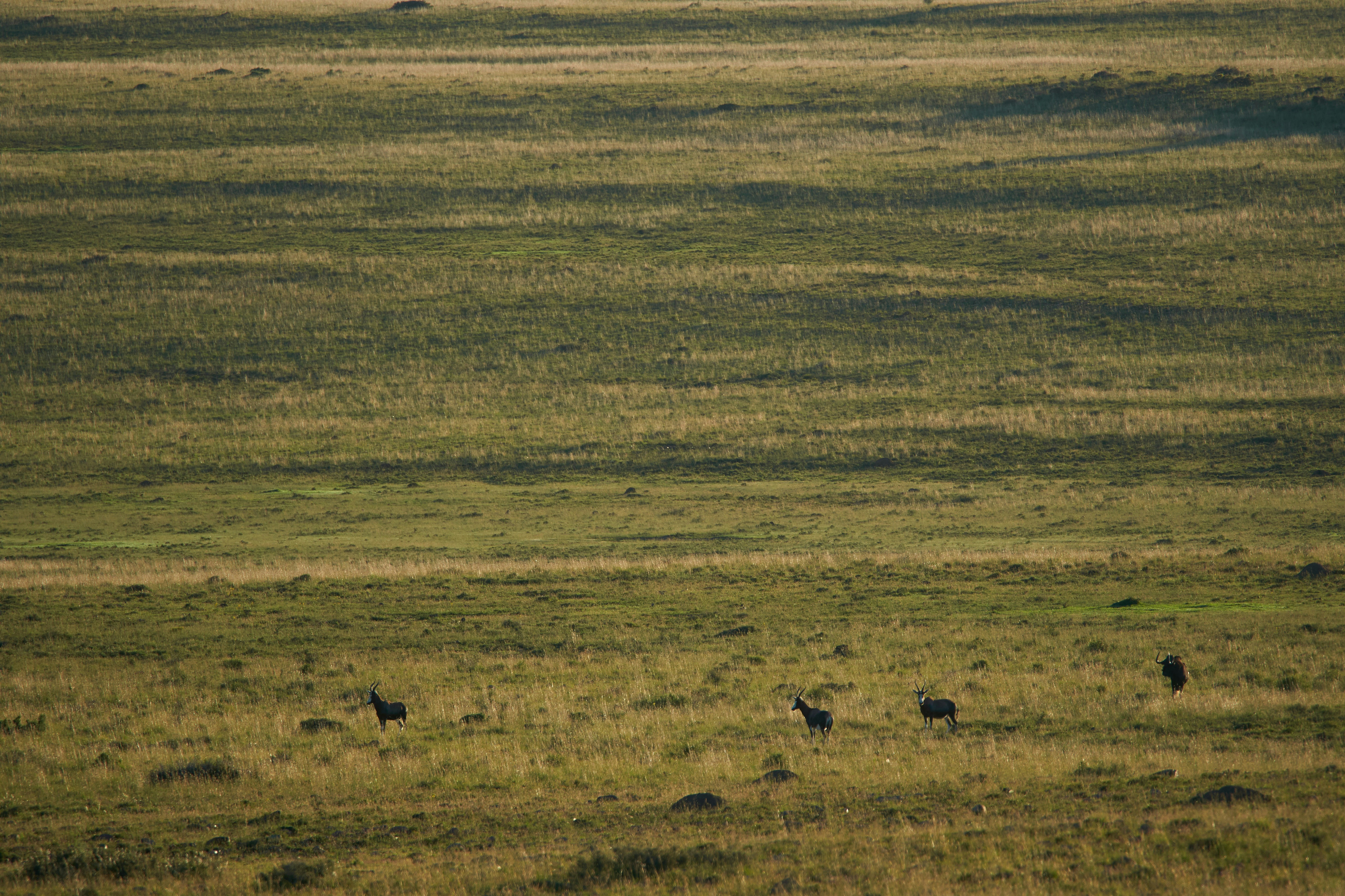 Photo by wolfgang_hasselmann