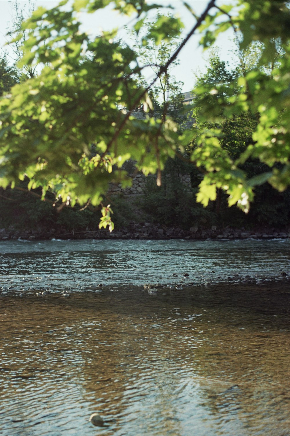 alberi verdi accanto allo specchio d'acqua durante il giorno