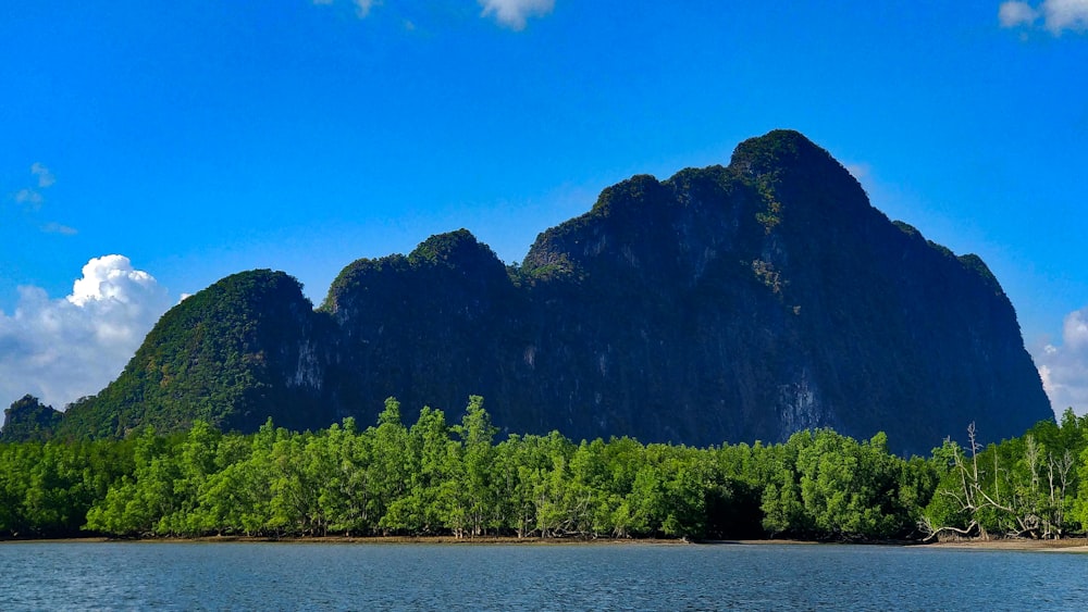 green trees near body of water during daytime