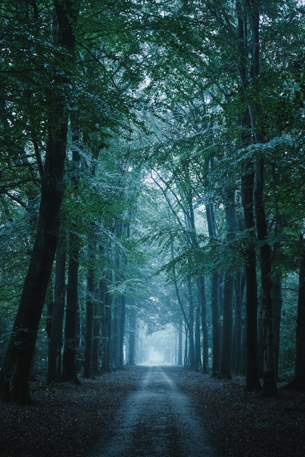 green trees on forest during daytime