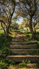 brown wooden stairs between green trees during daytime