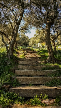 brown wooden stairs between green trees during daytime