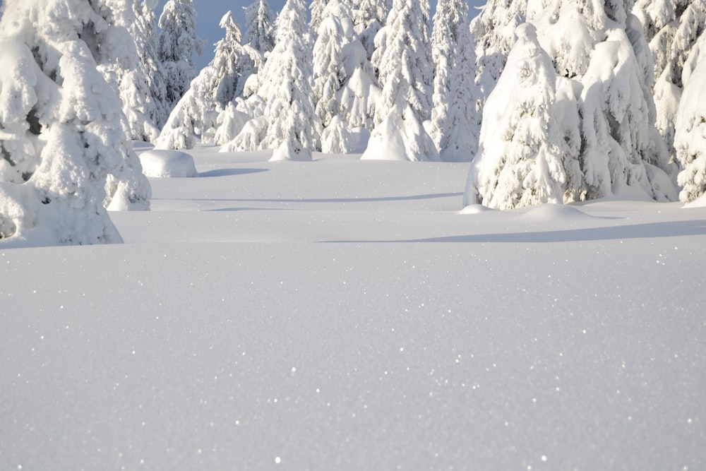 snow covered trees and mountains during daytime