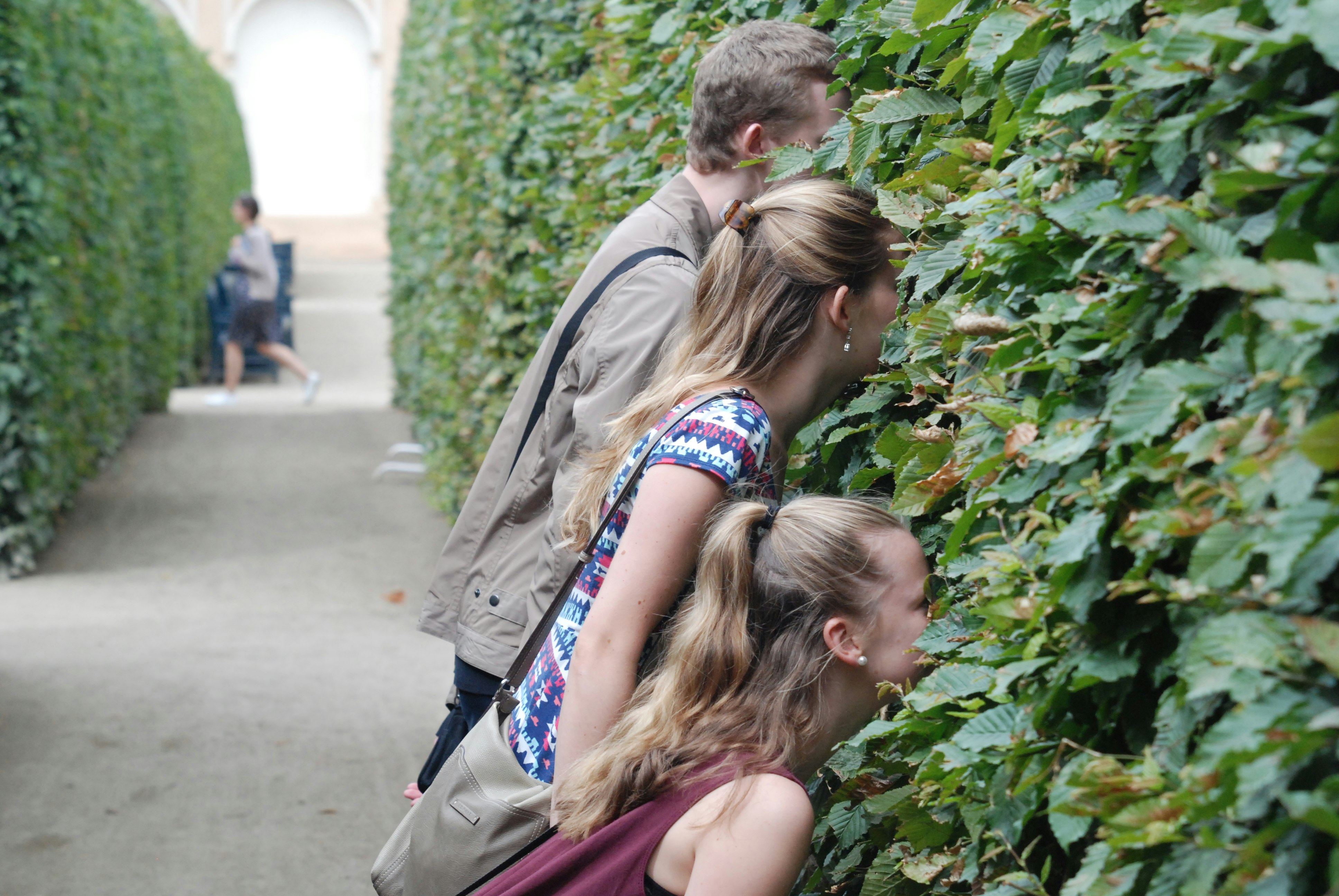 Young people looking through a hedge